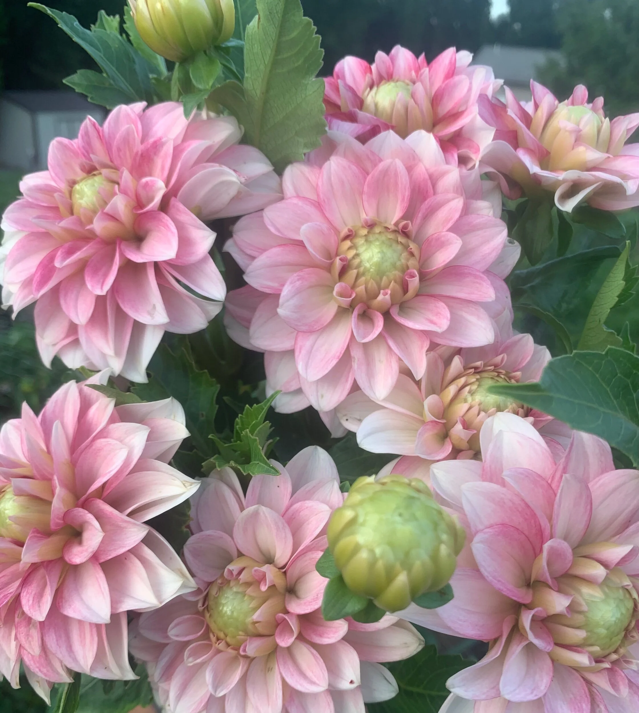 6DCA25FB-3CA1-42B5-B16B-62D4C076CD40