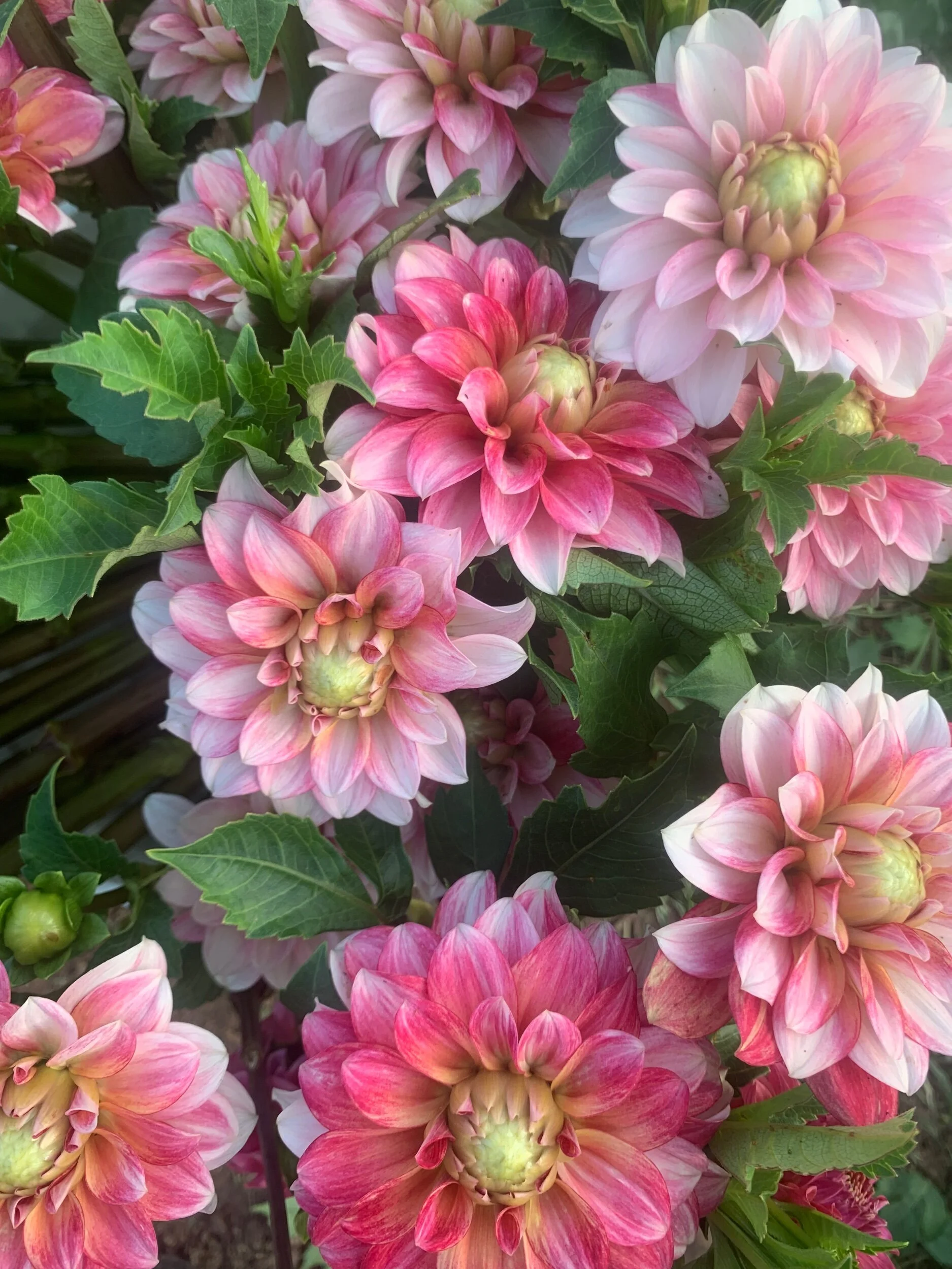 D3558AB8-0EE7-4CA0-B192-544E69E47B9D