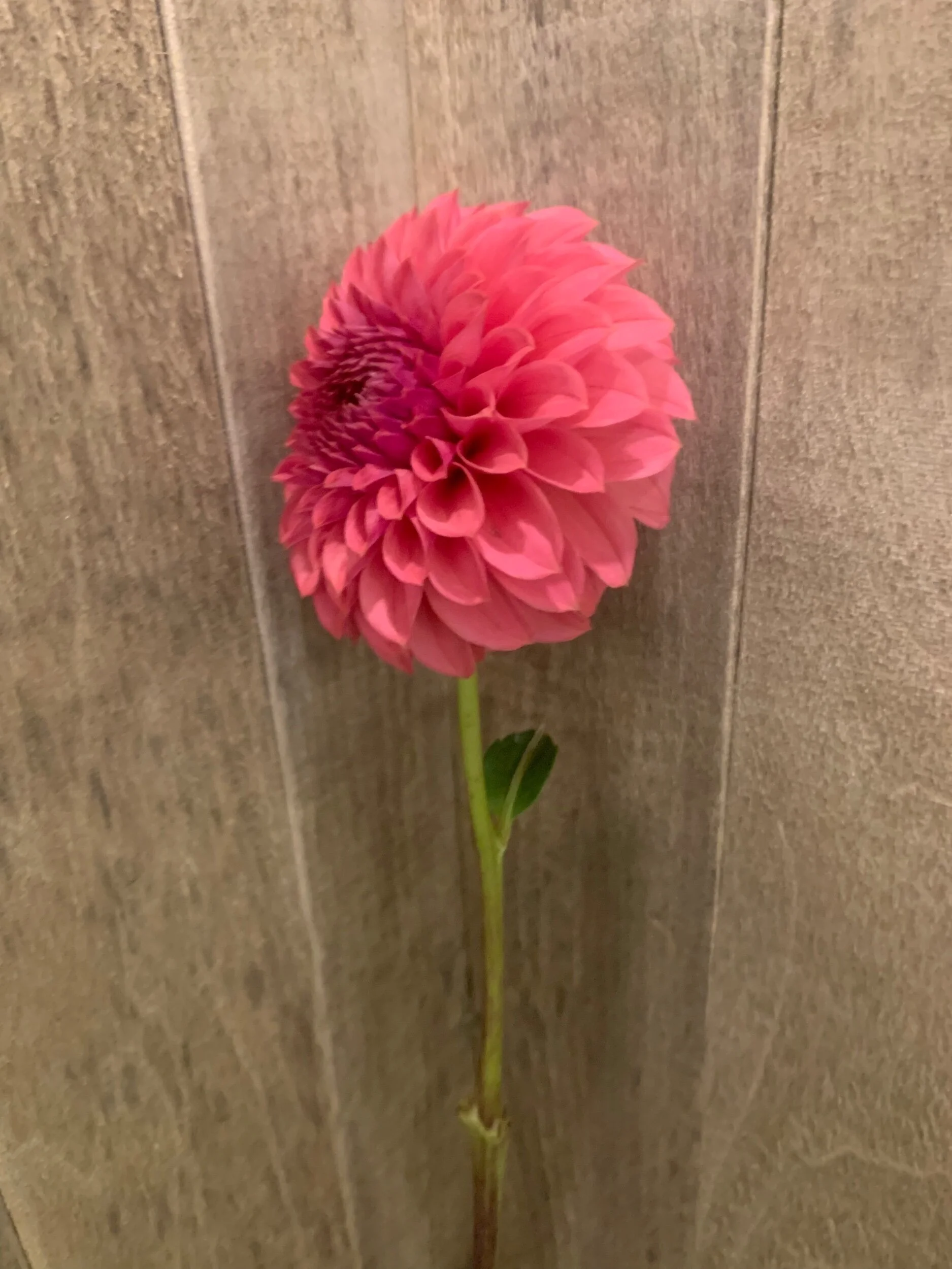 1EE949E5-4717-4EB2-923F-803619DD09ED