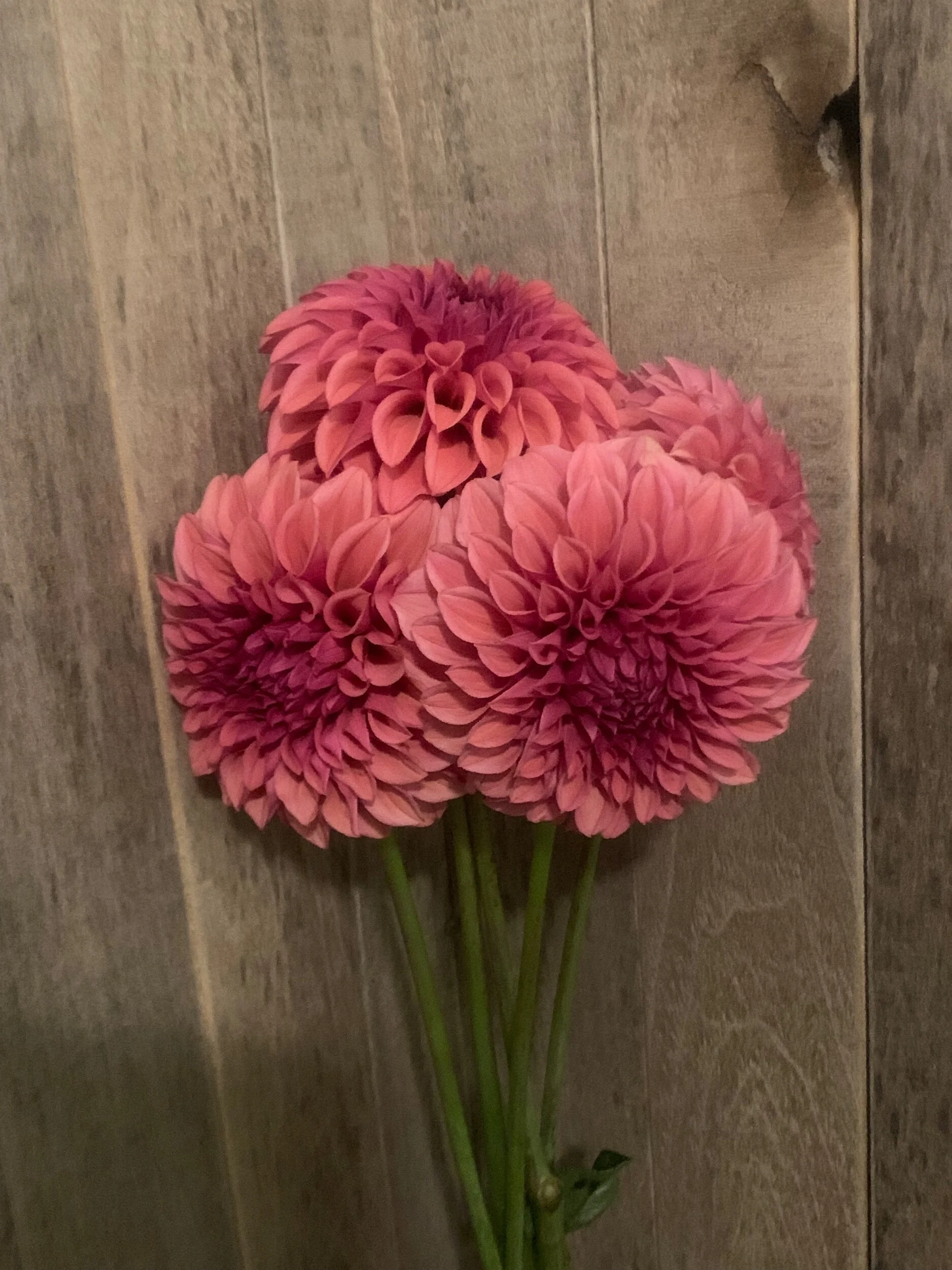 C0A46CD1-EC86-4207-B11F-4BDD81A4C2DA