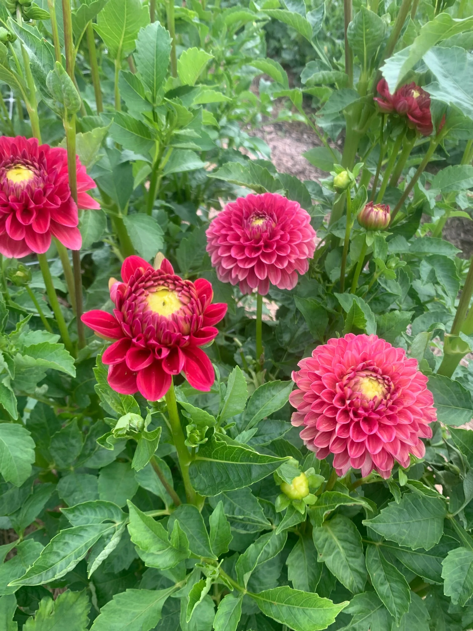 F85CEFAC-78C8-4CEA-B2C5-3454A4DA87CD