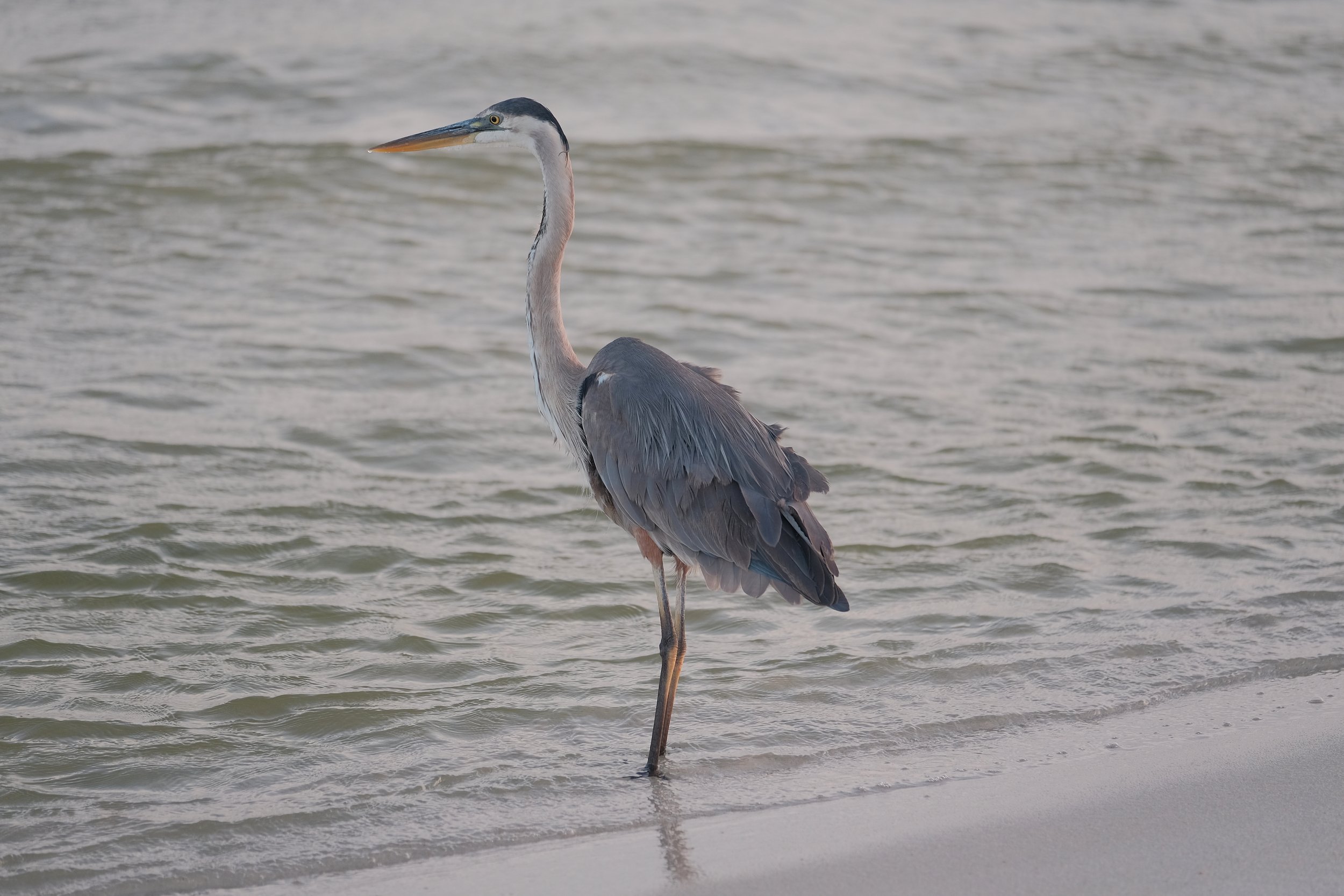 Coastal 5