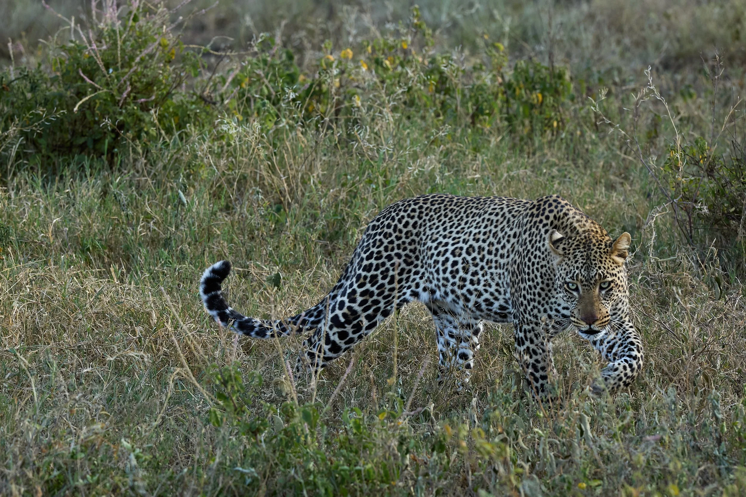 Leopard walking through grassy terrain with green shrubs in the background.