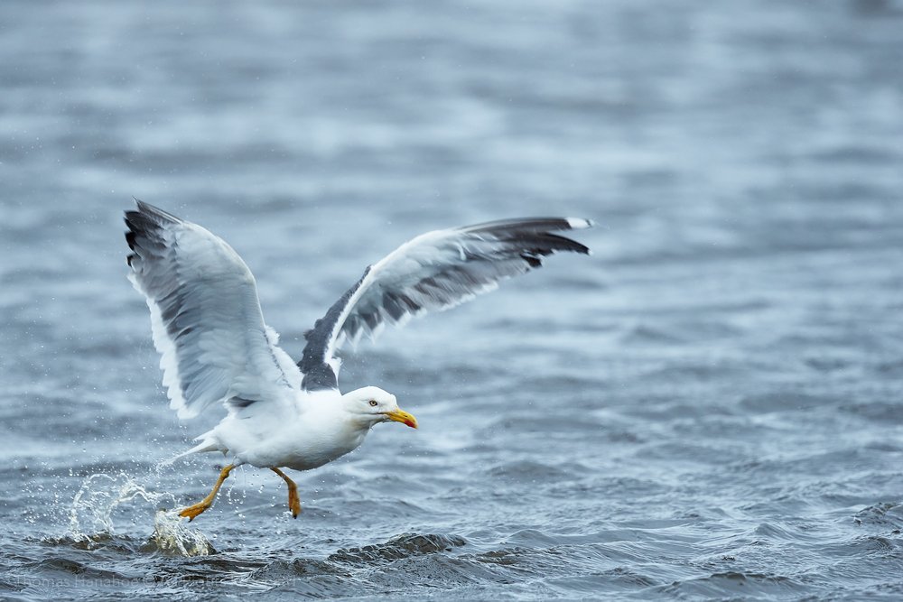 Lesser black-backed gull leaving North Pond after bathing