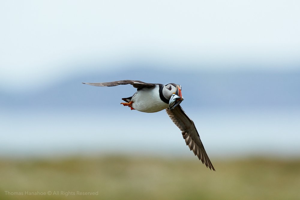 Puffin flying over a cliff with a mouthful of sandeels