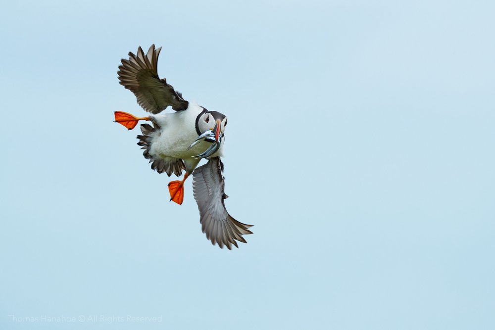 Puffin returning to the nest with sandeels