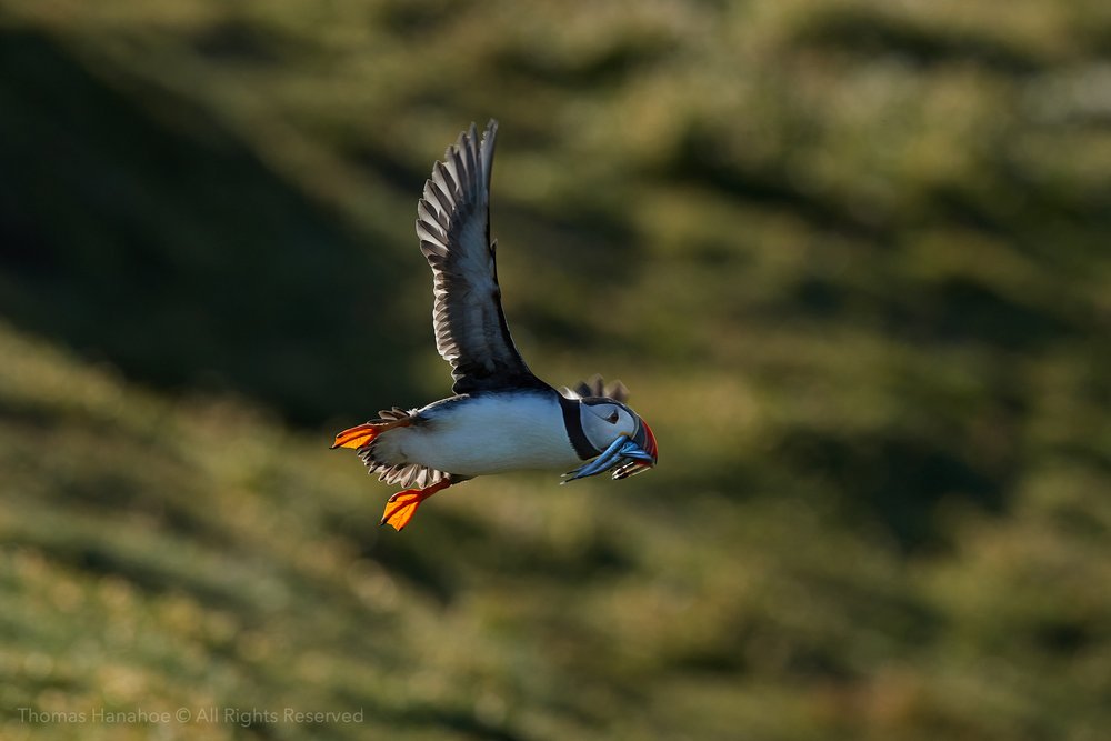 Puffin with sandeels backlit by early morning sun 