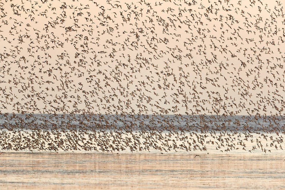 Knot over the beach at Snettisham preparing to roost in the nearby lagoon