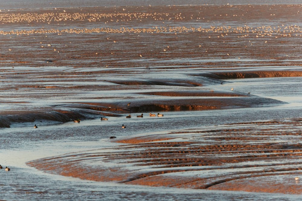 Mud flats exposed by an ebbing high tide at Snettisham