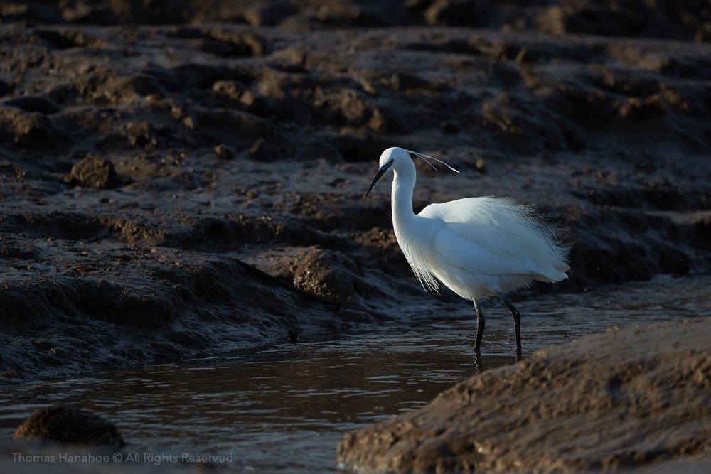 A little egret feeding in mud flats