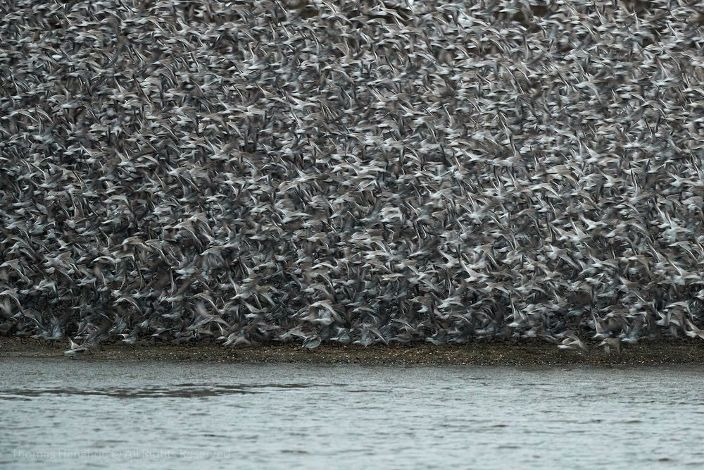 a flock of knot lifting off from the beach of a lagoon