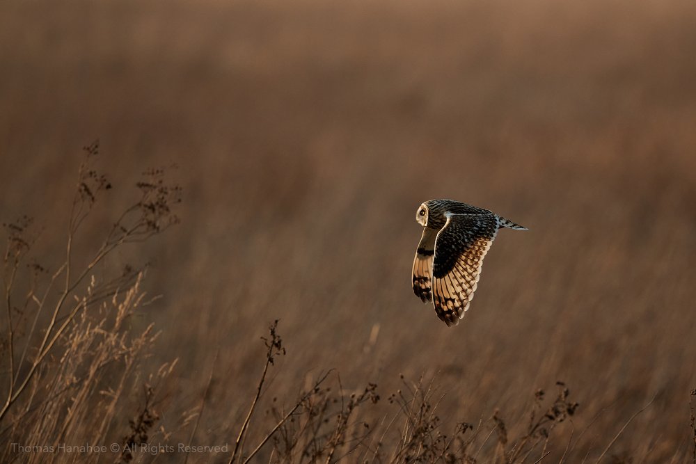 A shortened owl backlit by evening sun at Burwell Fen
