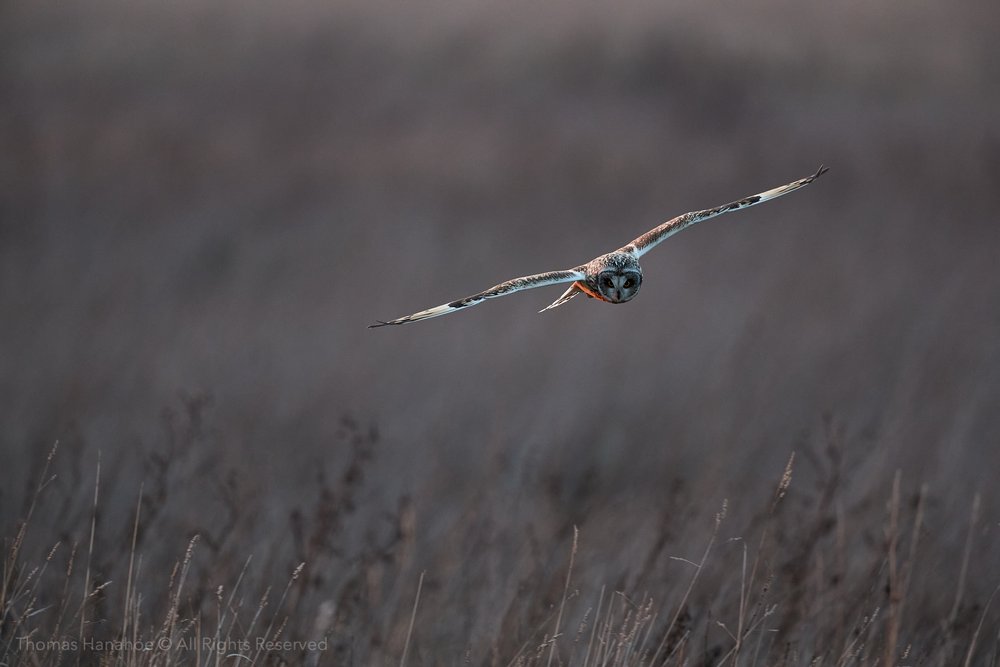 A short-eared owl hunting at Burwell Fen