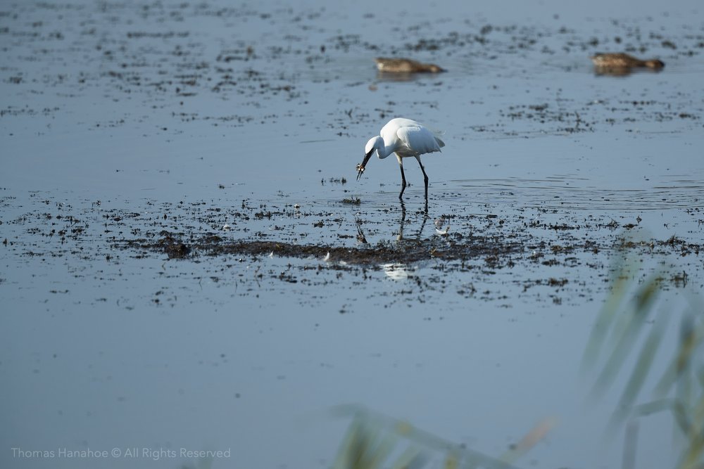 Little egret with a fish