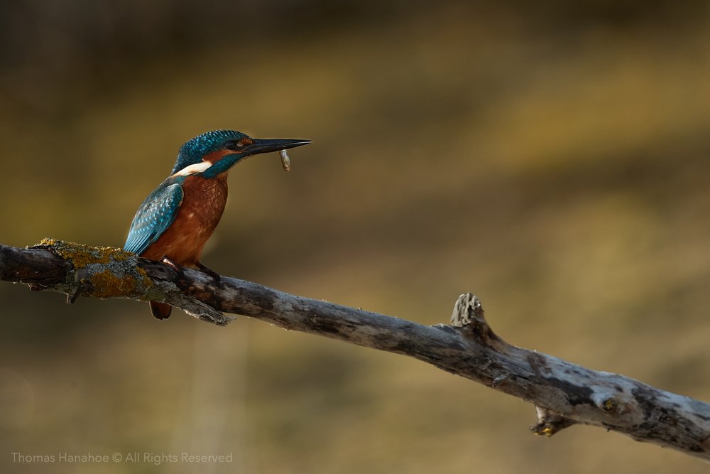 kingfisher with a small fish