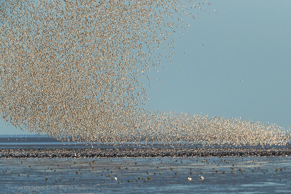 A flock of knot gathers over the beach at Snetttisham