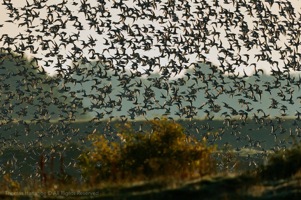 A flock of knot over fields