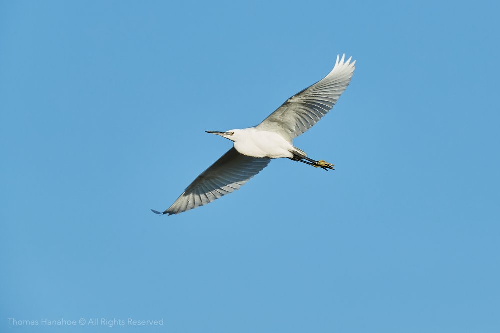 Little egret flight