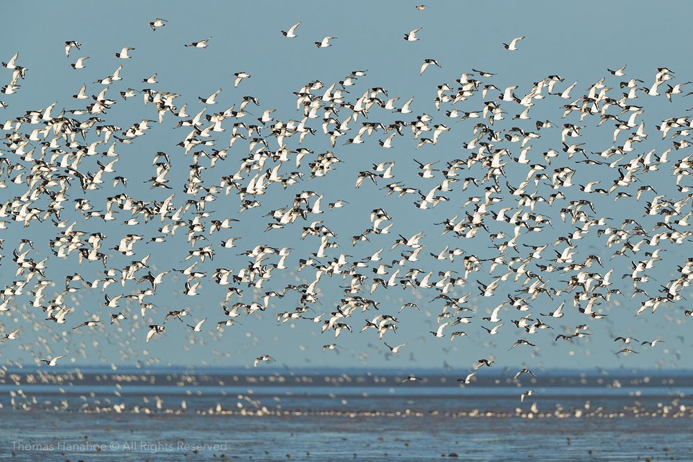 A flock of oystercatchers over the sea