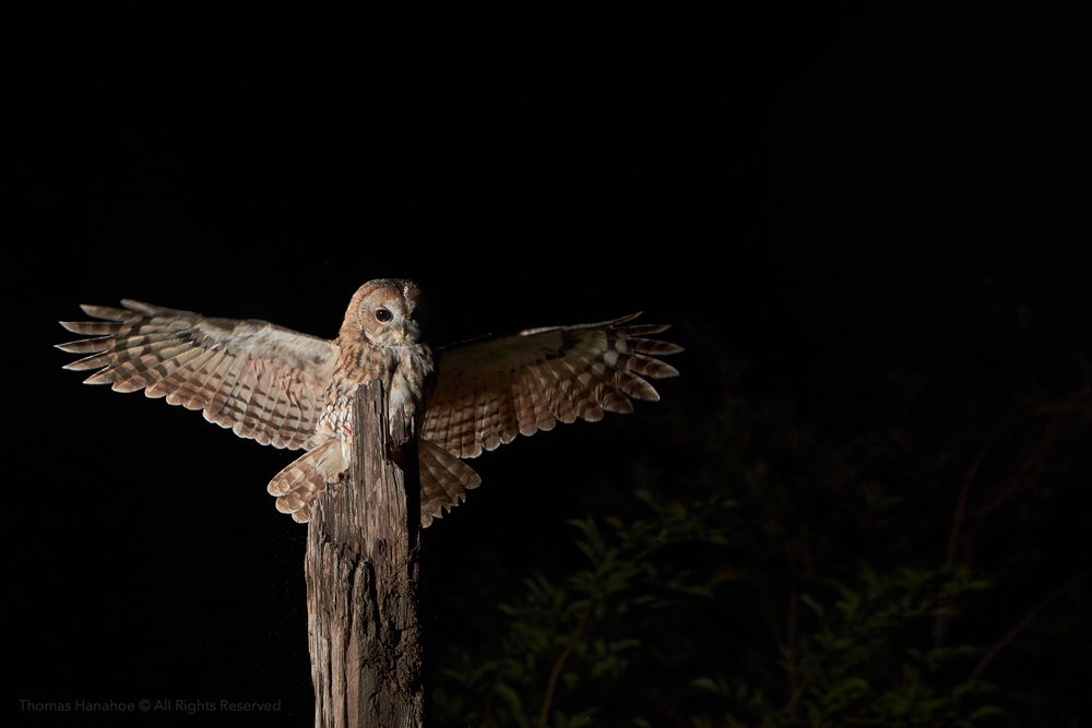 Tawny owl landing on an old farm post