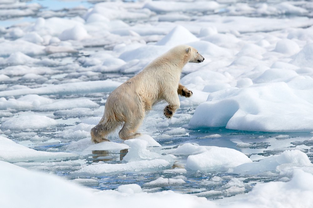 Polar bear jumping over ice