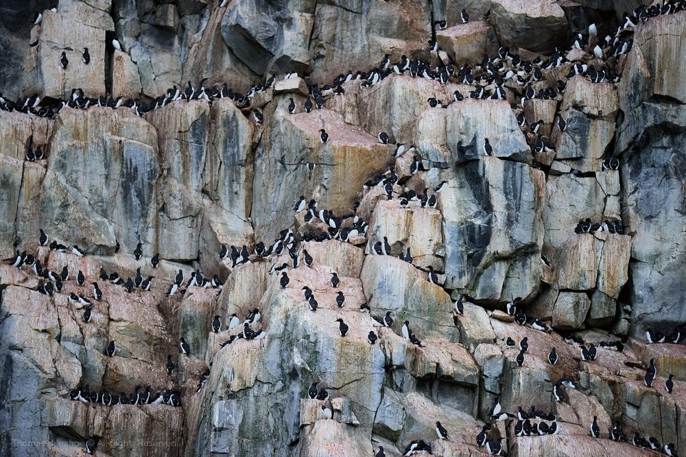 Seabirds on the cliffs at Alkefjellet