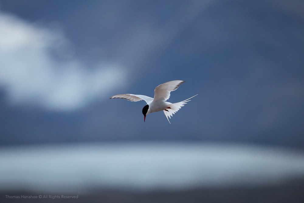 Arctic tern hovering