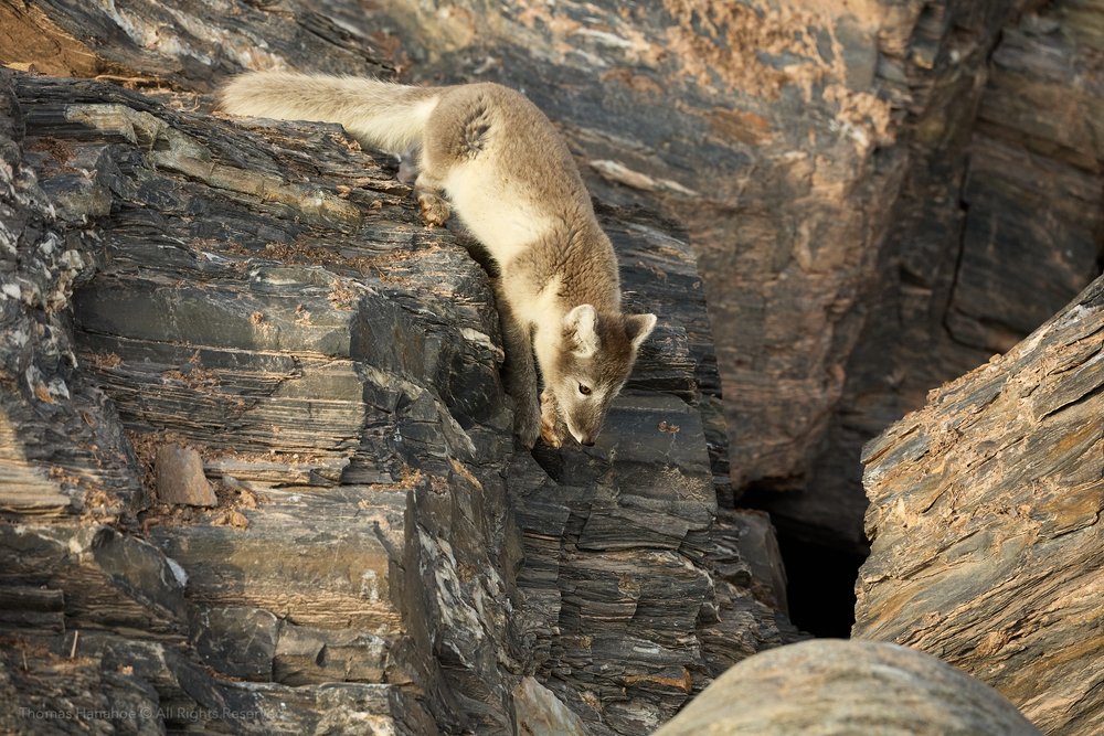 Arctic fox jumping from a rock