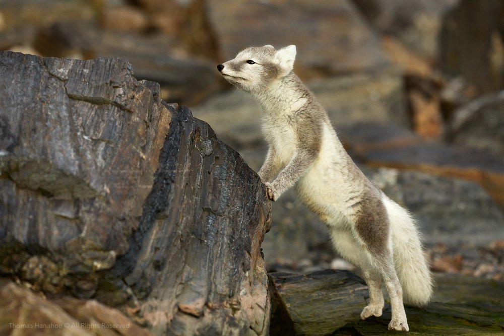 Arctic fox looking over a large rock