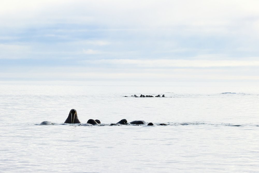 Two lines of walruses in the sea