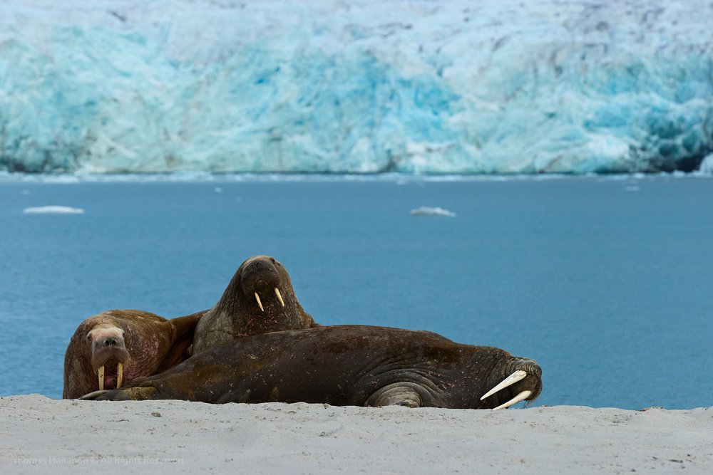 Three walruses resting on a beach