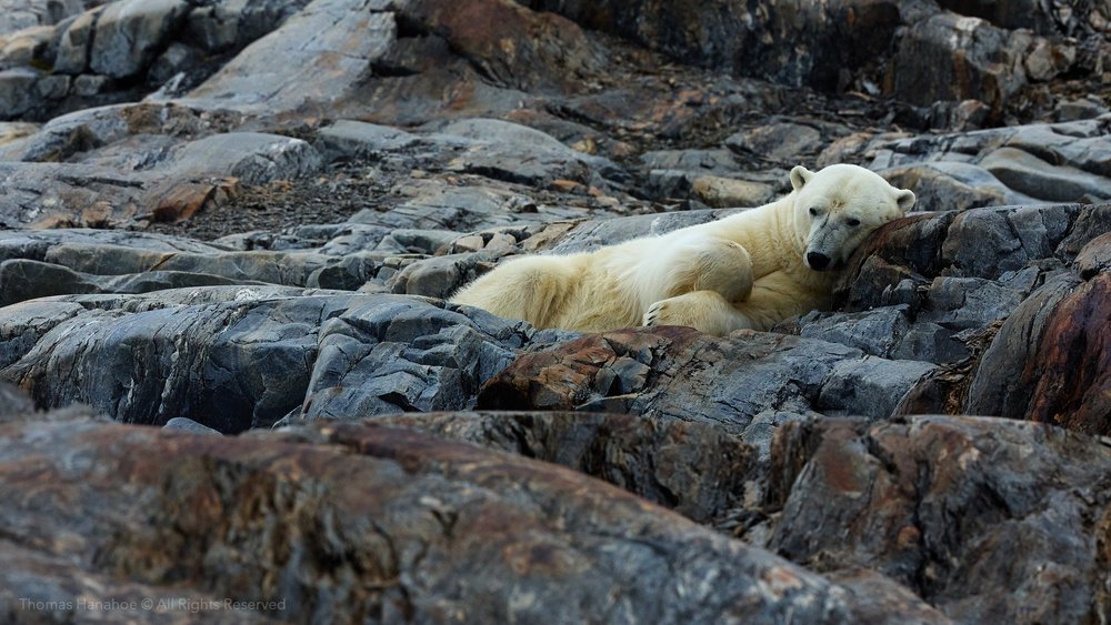 Polar bear resting among rocks