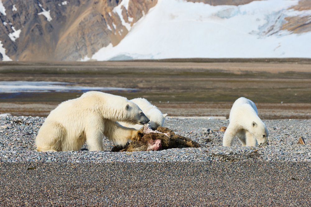 Three polar bears eating a walrus carcase