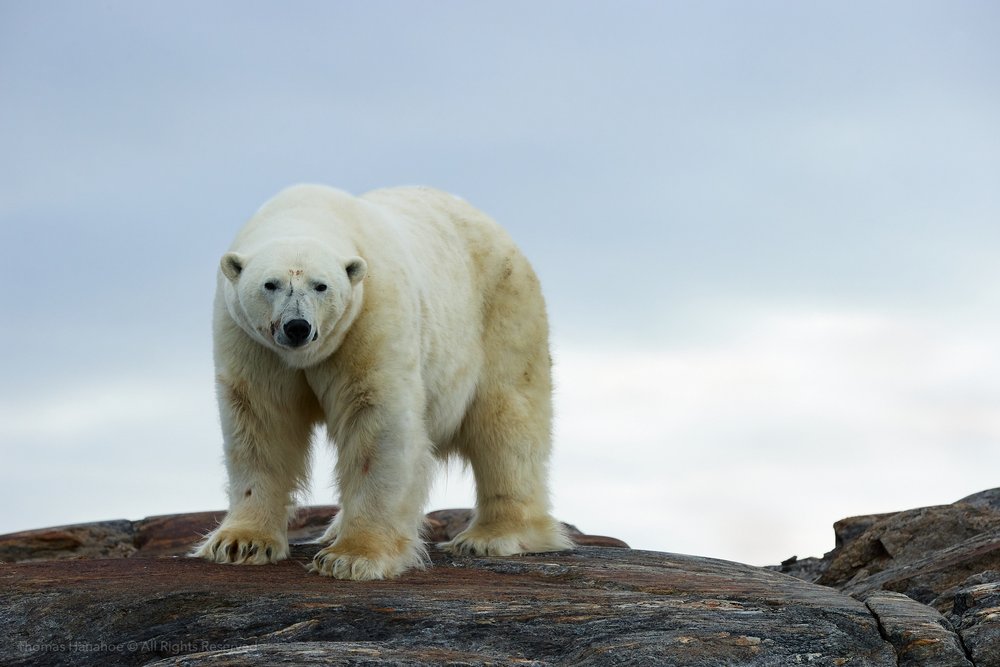 Polar bear on a cliff