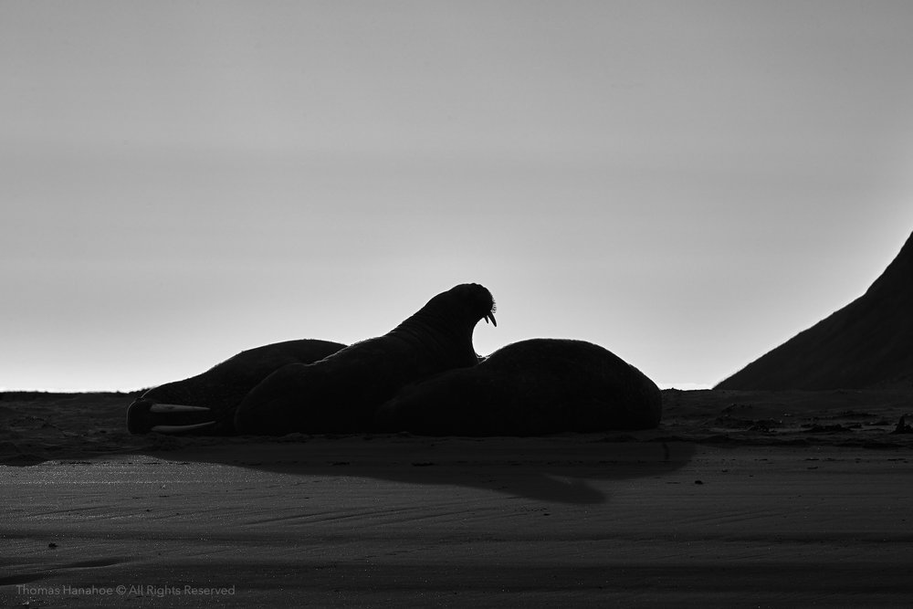 Three walruses backlit on a Svalbard beach (b&amp;w)