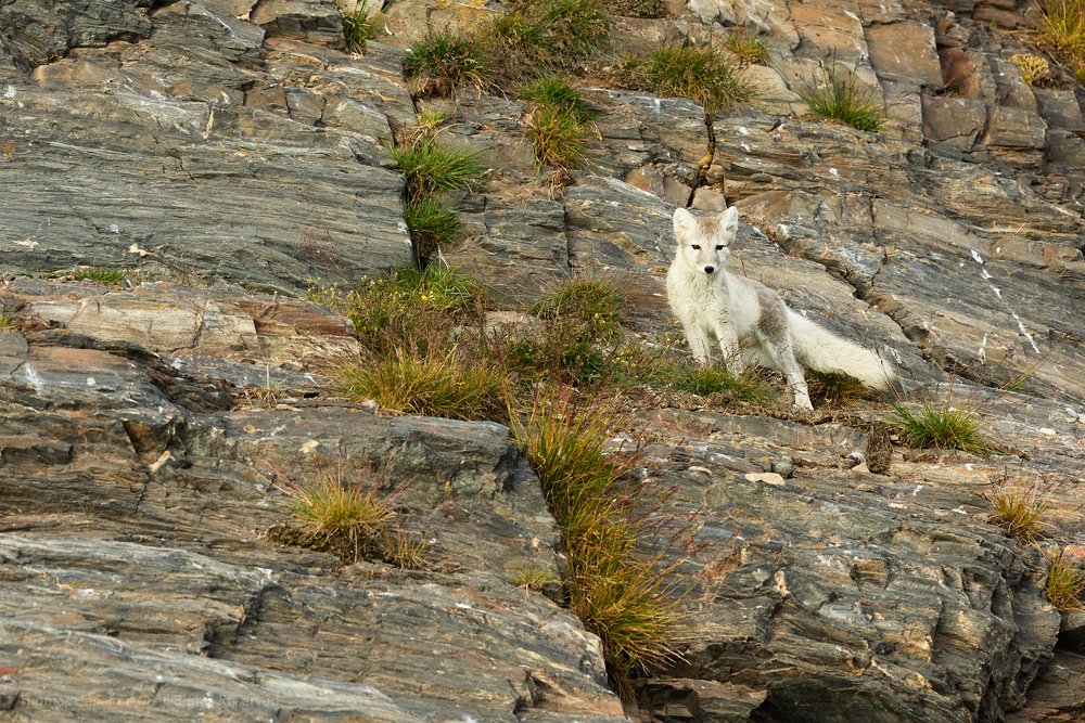 Arctic fox climbing a mountainside