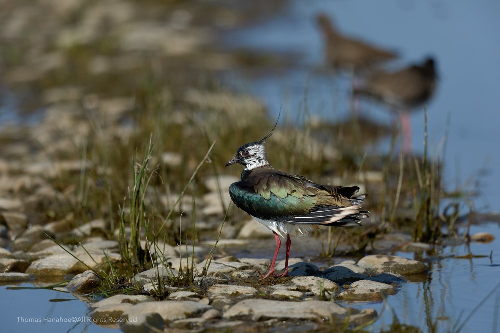 Lapwing after bathing