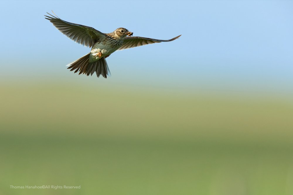 Skylark over machair with insects