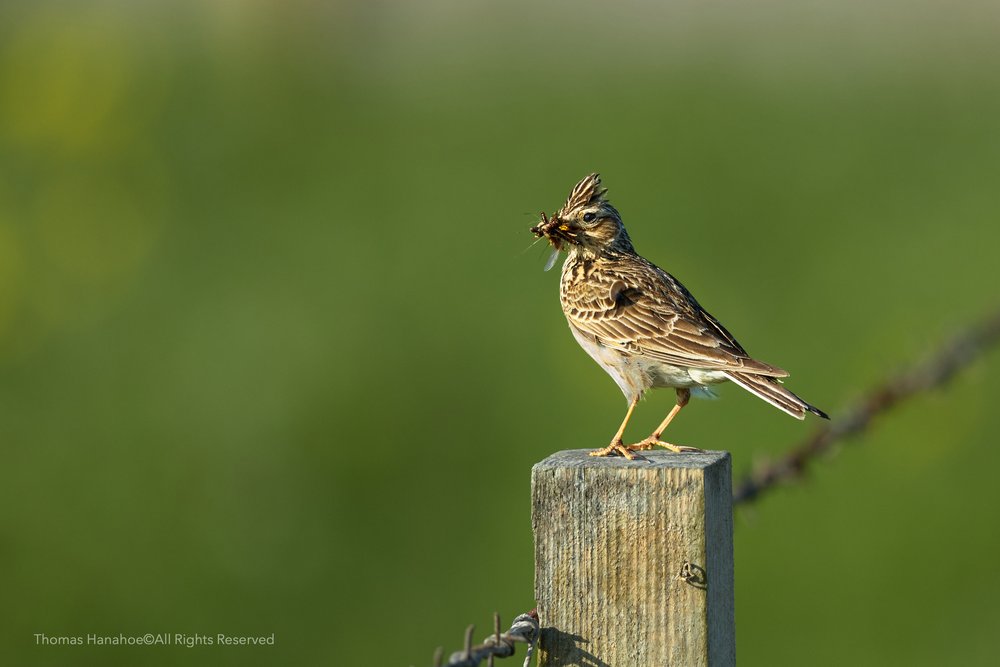 Skylark with a mouthful of insects
