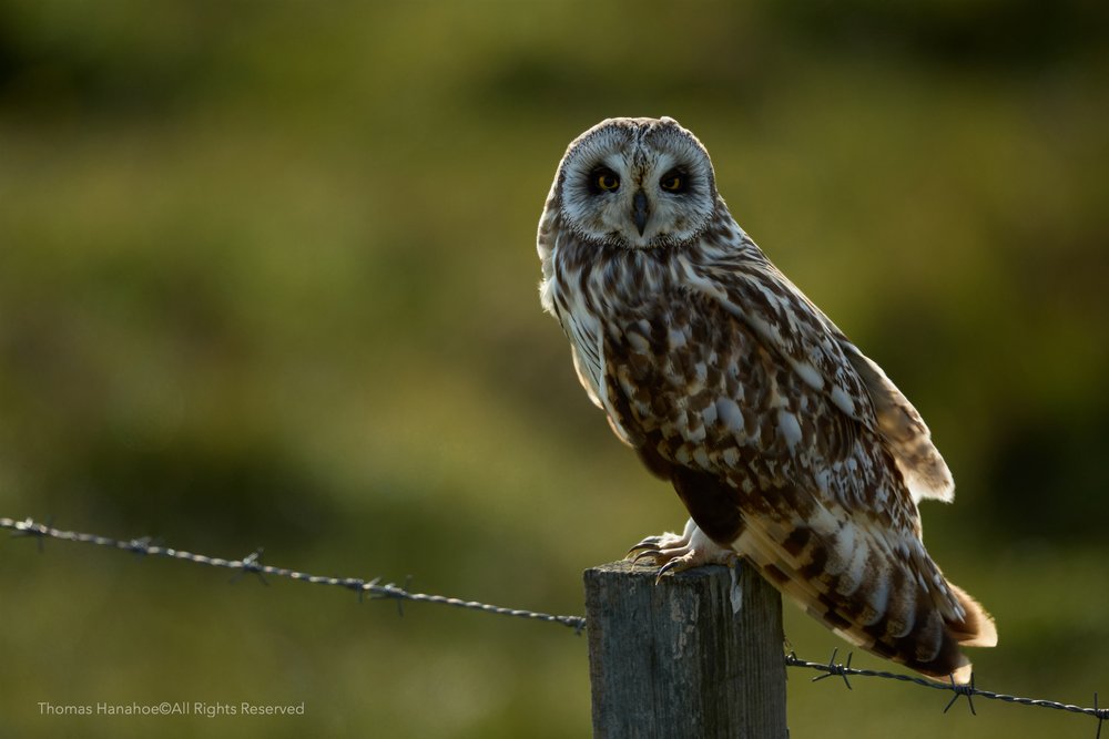 Shorteared owl on a barbed wire fence