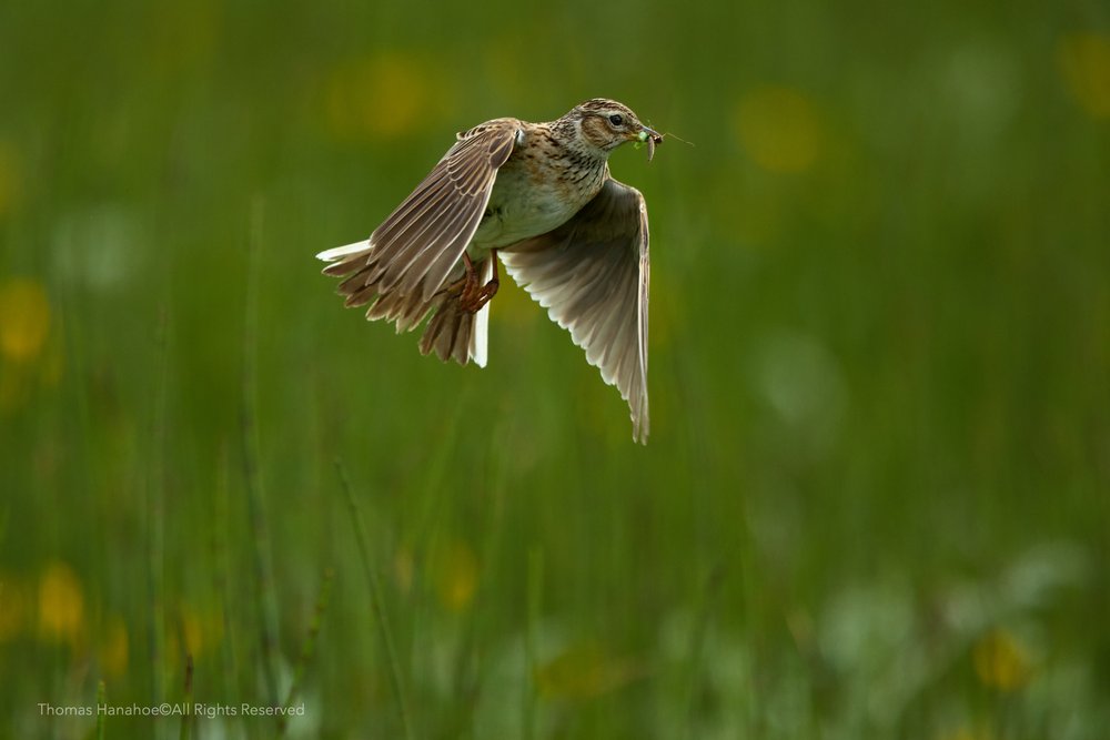Skylark returning with insects to its nest in the machair 