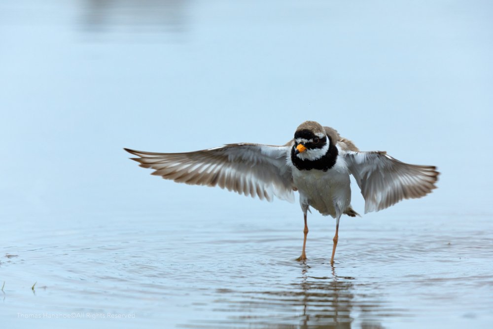Ringed plover after bathing