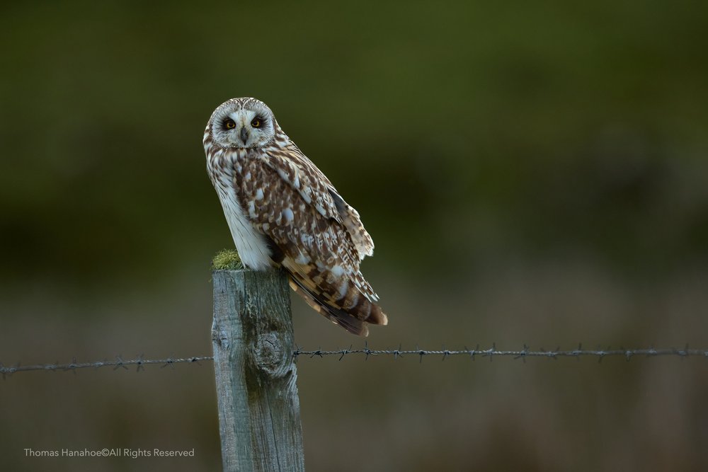 Shorteared owl perched on a post