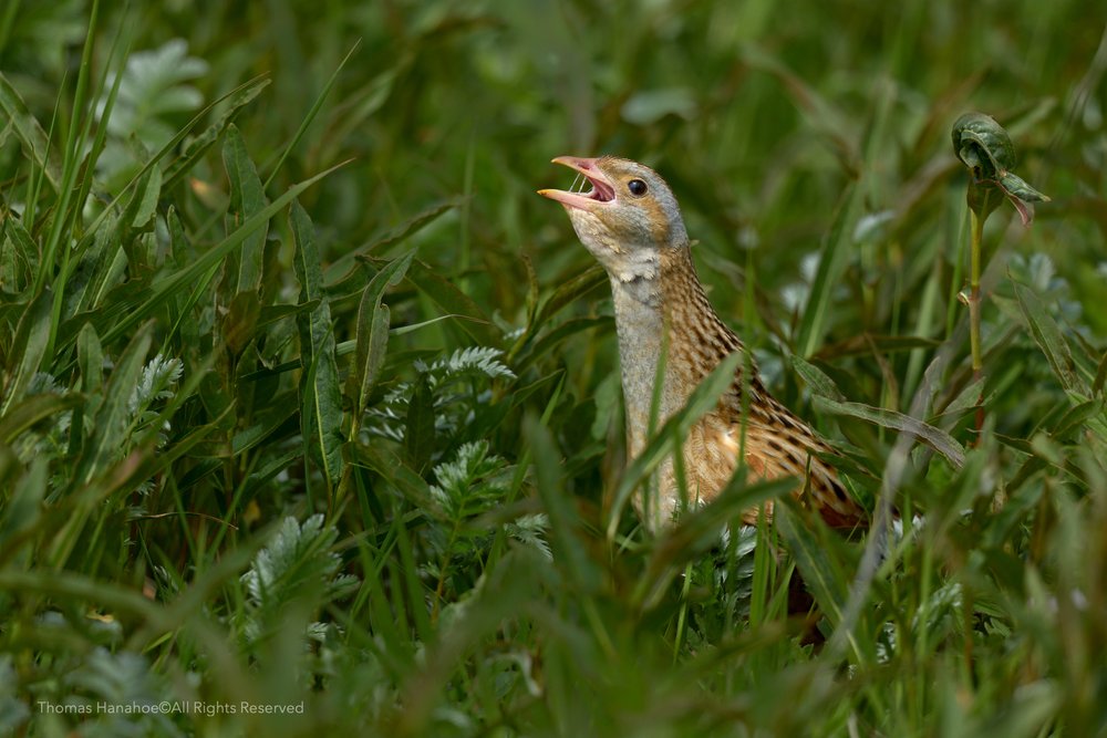 Corncrake calling in the machair