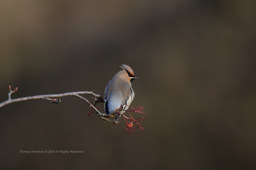 Waxwing on a rowen tree with a berry