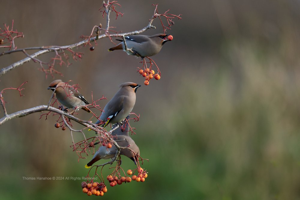 Four waxwings on a rowen tree with berries