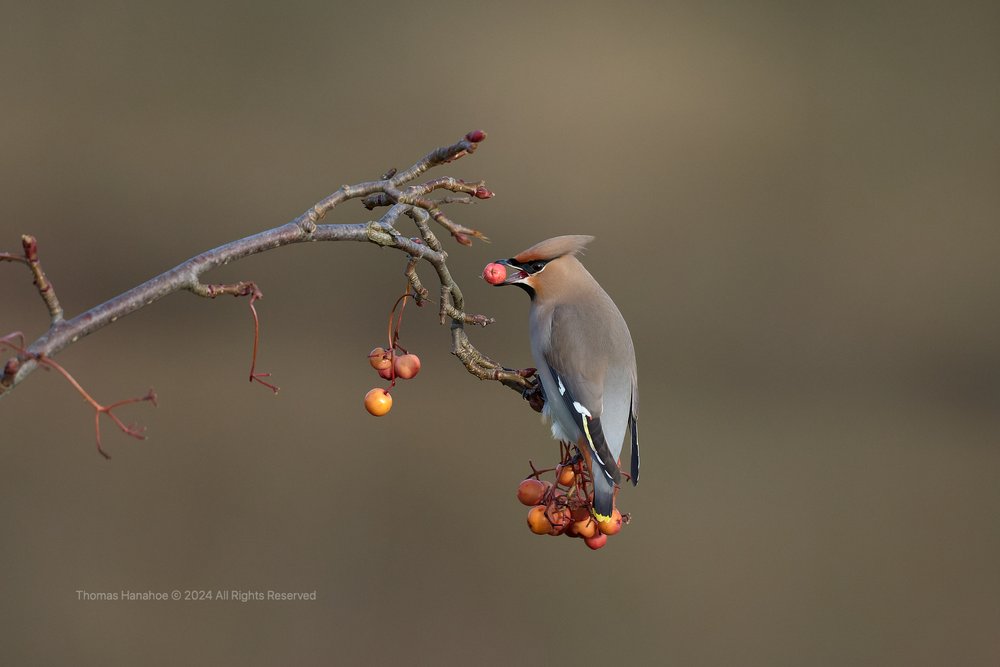 Waxwing with a berry in its beak