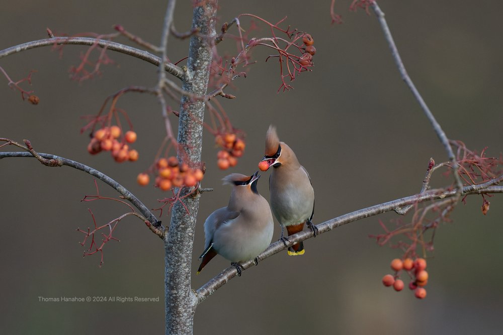Waxwing offering a berry to a partner