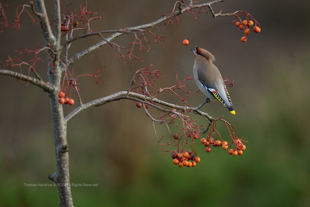 Waxwing tossing a berry 