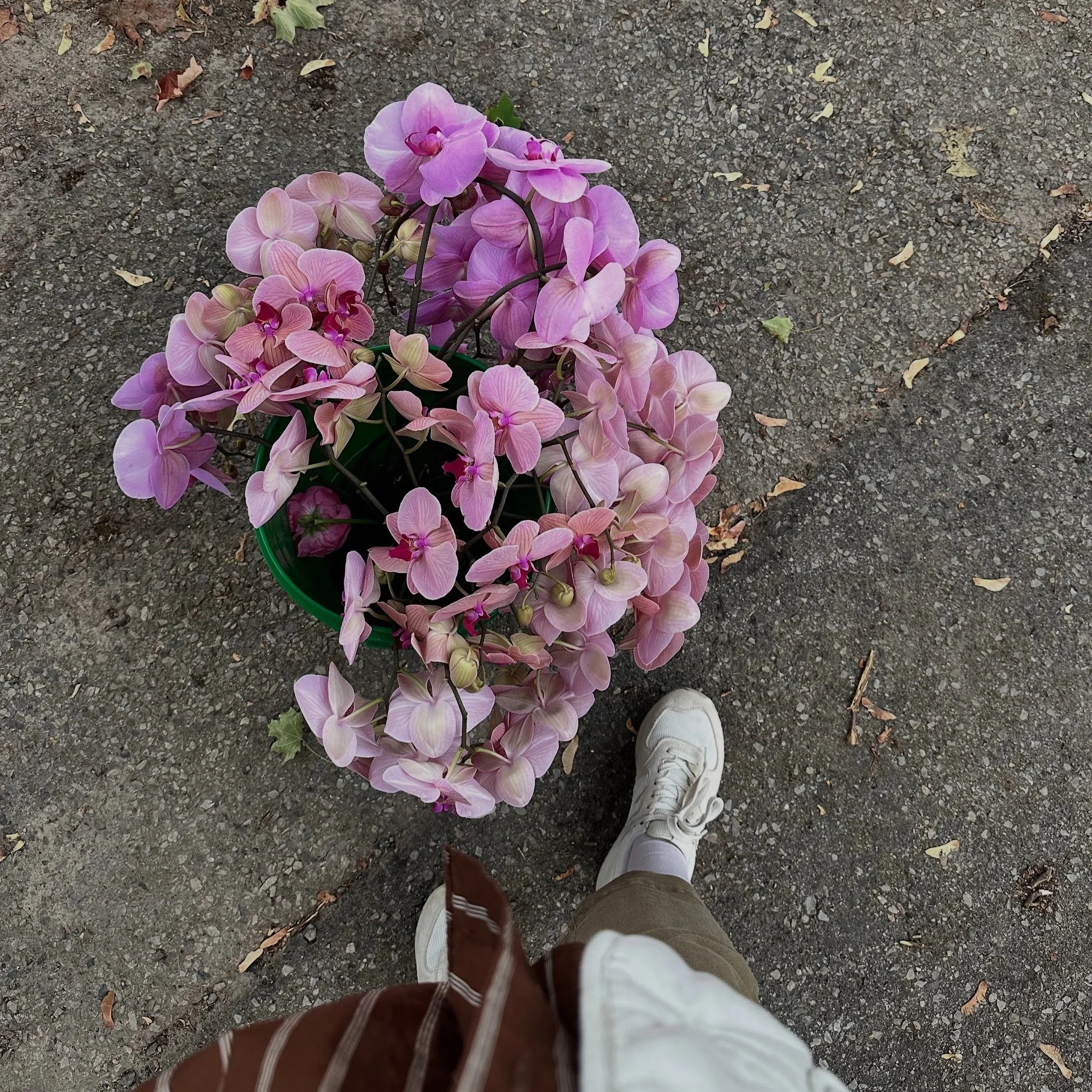 Top-down view of a person wearing white sneakers, khaki pants, and a brown jacket, standing on a pavement next to a green pot of pink orchids.